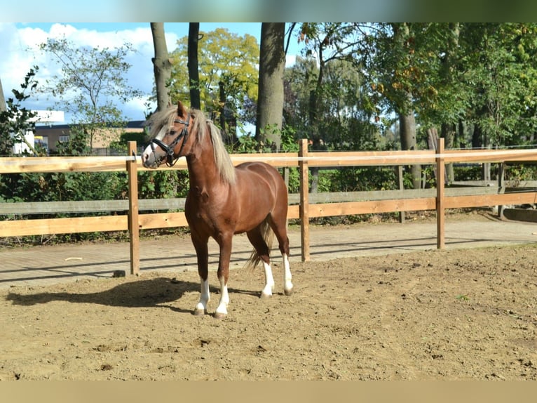 Welsh-A Hengst 4 Jahre 117 cm Fuchs in Gendt