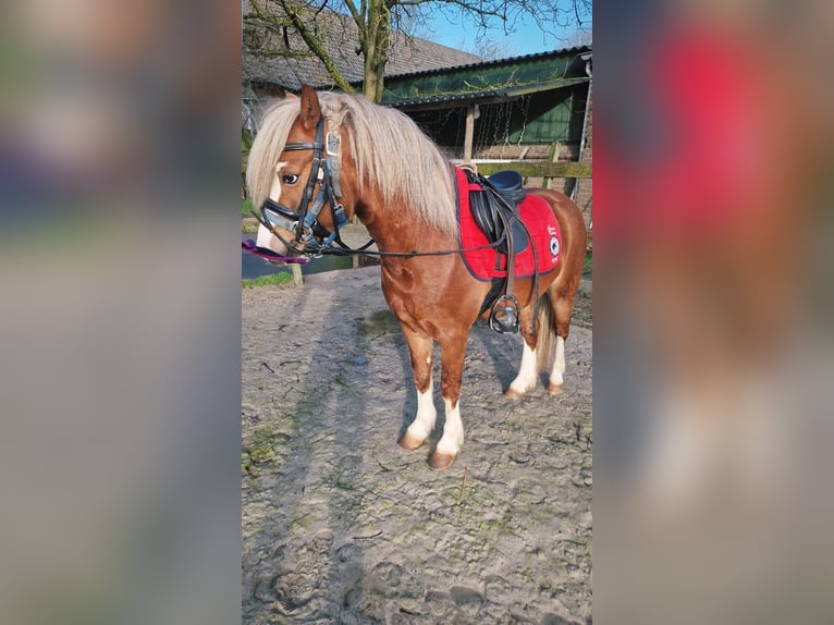 Welsh-A Hengst 4 Jahre 117 cm Fuchs in Gendt