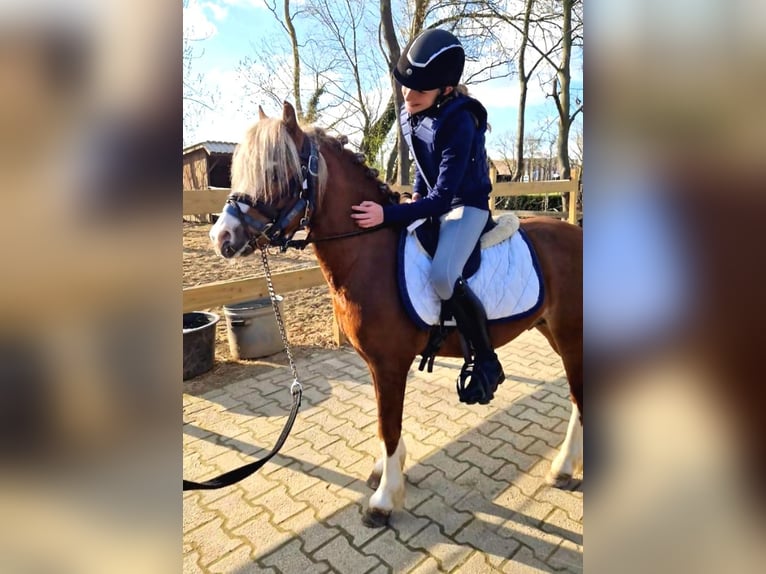 Welsh-A Hengst 4 Jahre 117 cm Fuchs in Gendt