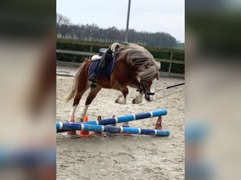 Welsh-A Hengst 4 Jahre 117 cm Fuchs in Gendt
