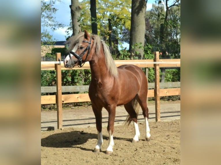Welsh-A Hengst 4 Jahre 117 cm Fuchs in Gendt