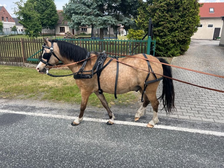 Welsh-A Hengst 5 Jahre 120 cm Buckskin in Petershain