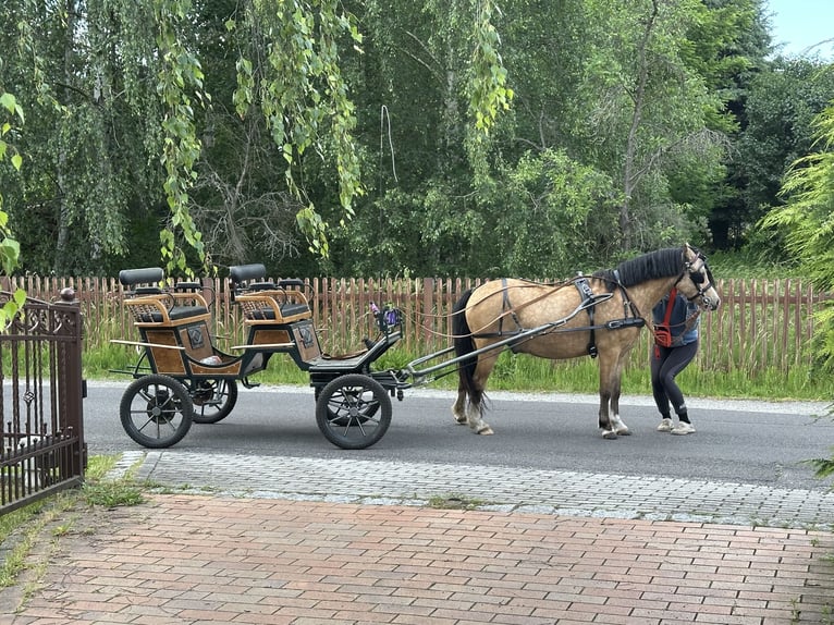 Welsh-A Hengst 5 Jahre 120 cm Buckskin in Petershain