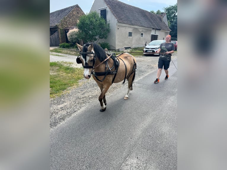 Welsh-A Hengst 5 Jahre 120 cm Buckskin in Petershain
