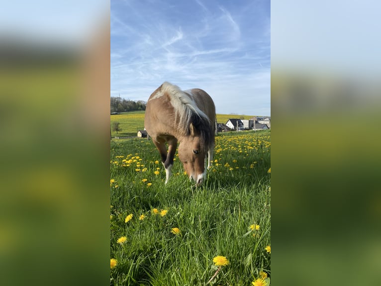 Welsh-A Mix Hengst 6 Jaar 118 cm Gevlekt-paard in Brilon