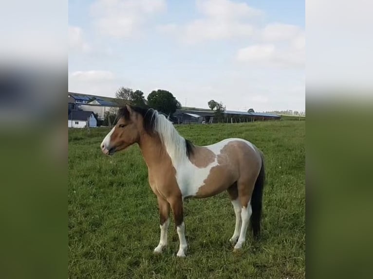 Welsh-A Mix Hengst 6 Jaar 118 cm Gevlekt-paard in Brilon