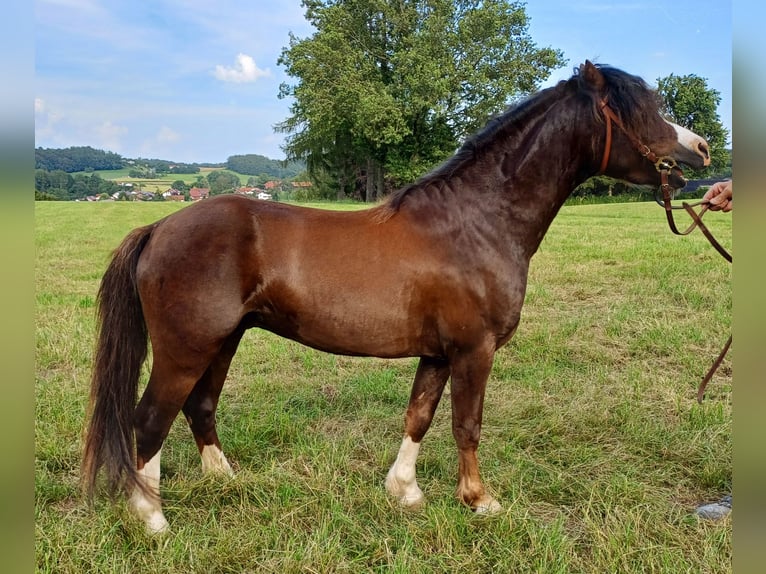 Welsh-A Hengst 6 Jahre 119 cm Dunkelfuchs in Glonn