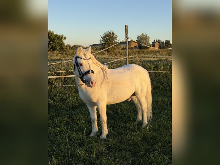 Welsh-A Hengst 7 Jaar 108 cm Wit in Zaragoza