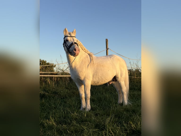 Welsh-A Hengst 7 Jaar 108 cm Wit in Zaragoza