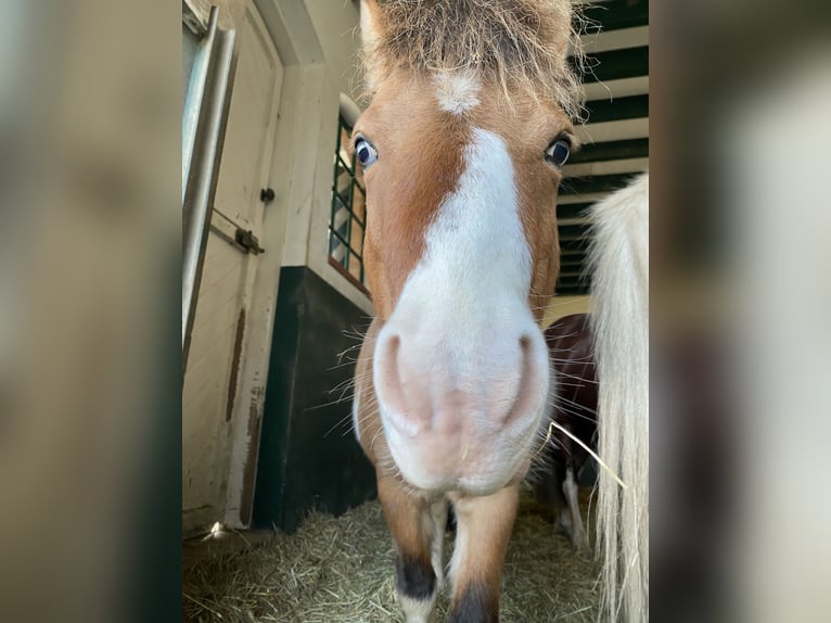 Welsh-A Mix Hengst 7 Jaar 115 cm Gevlekt-paard in Brilon