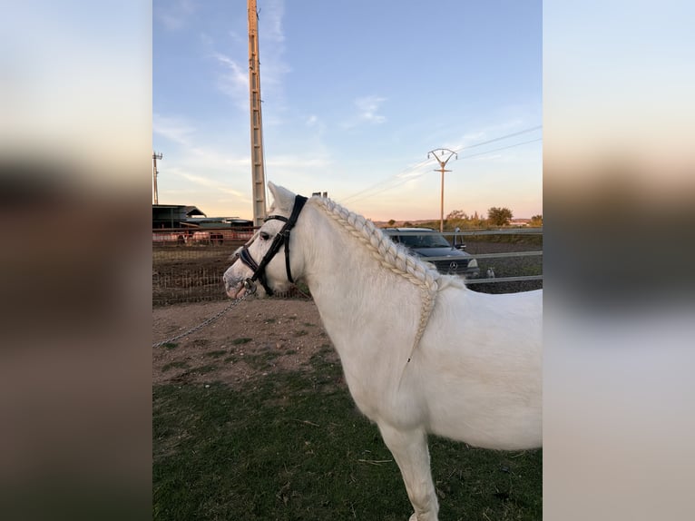 Welsh-A Hengst 7 Jahre 108 cm White in Zaragoza