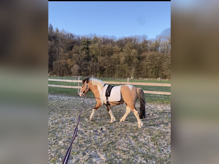 Welsh-A Mix Hengst 7 Jahre 115 cm Schecke in Brilon Welsh-A Mix Hengst 7 Jahre 115 cm Schecke in Brilon