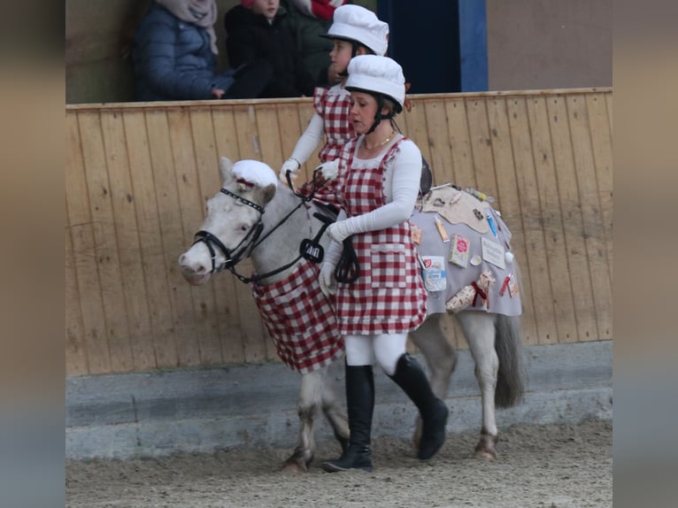 Welsh-A Hengst 8 Jaar 112 cm Schimmel in Großenwiehe