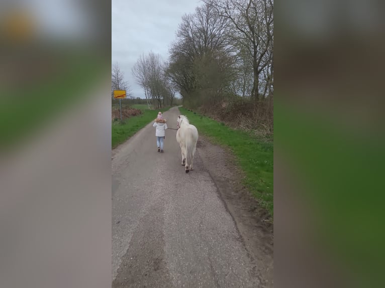 Welsh-A Hengst 8 Jaar 112 cm Schimmel in Großenwiehe