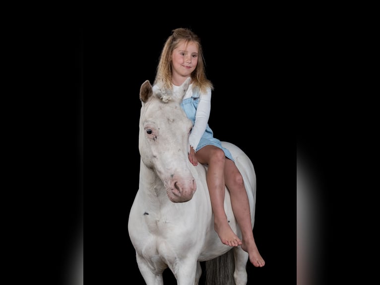 Welsh-A Hengst 8 Jaar 112 cm Schimmel in Großenwiehe