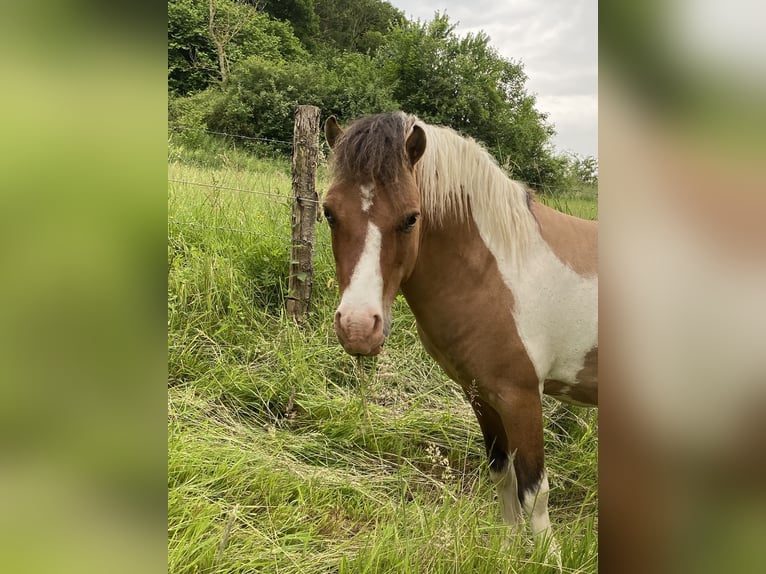 Welsh-A Mix Hengst 8 Jaar 115 cm Gevlekt-paard in Brilon