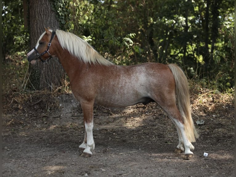 Welsh-A Hengst 8 Jaar 115 cm Vos in Aalten