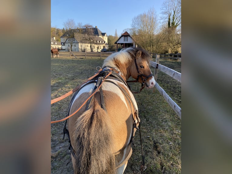Welsh-A Mix Hengst 8 Jahre 115 cm Schecke in Brilon