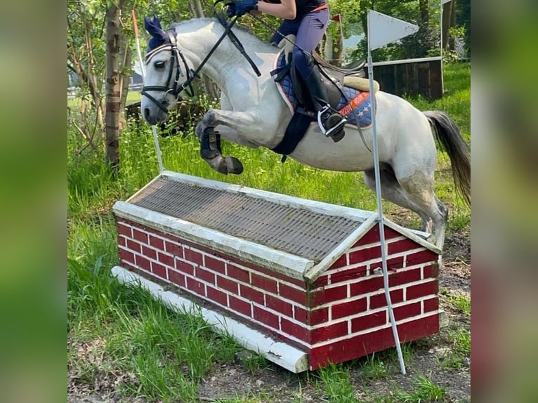Welsh-A Hengst 8 Jahre 117 cm Apfelschimmel in Heijningen