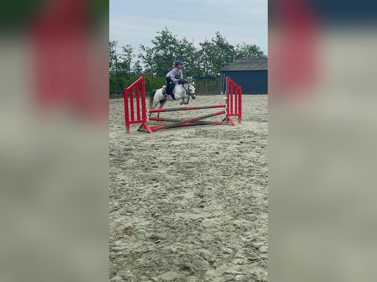 Welsh-A Hengst 8 Jahre 117 cm Apfelschimmel in Heijningen