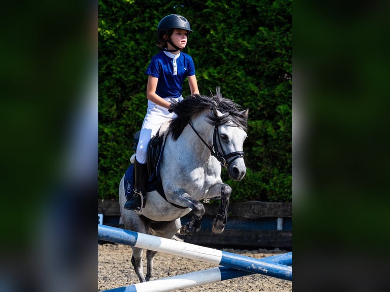 Welsh-A Hengst 8 Jahre 117 cm Apfelschimmel in Heijningen