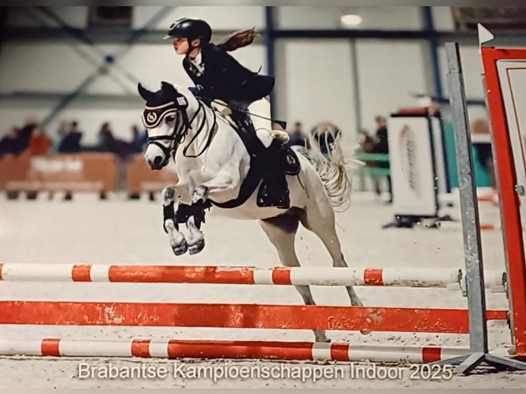 Welsh-A Hengst 8 Jahre 117 cm Apfelschimmel in Heijningen
