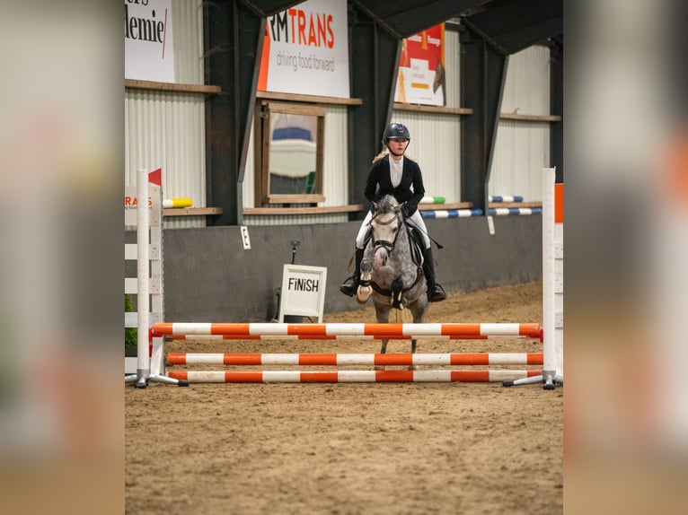 Welsh-A Hengst 8 Jahre 117 cm Schimmel in Werkendam