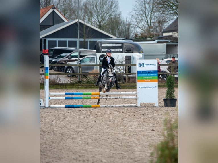 Welsh-A Hengst 8 Jahre 117 cm Schimmel in Werkendam