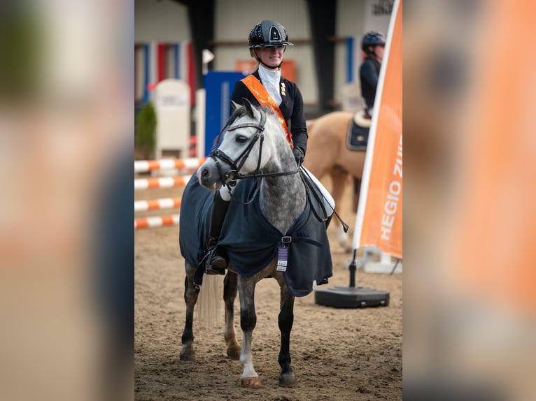 Welsh-A Hengst 8 Jahre 117 cm Schimmel in Werkendam