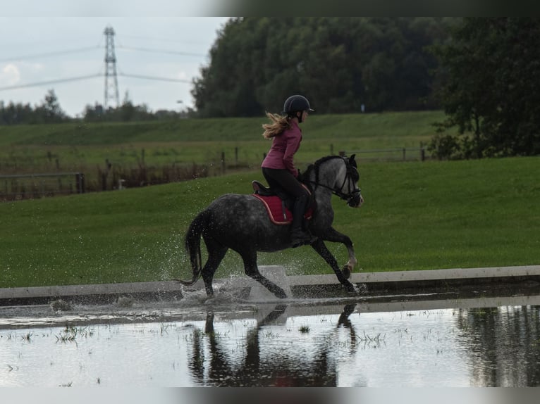 Welsh-A Hengst 8 Jahre 117 cm Schimmel in Werkendam