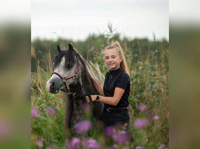 Welsh-A Hengst 8 Jahre 117 cm Schimmel in Werkendam