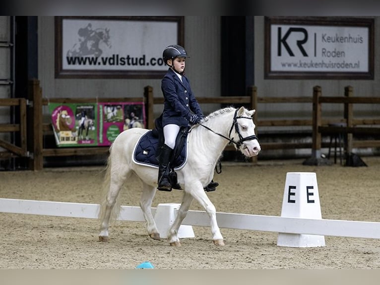 Welsh-A Hengst 9 Jahre 114 cm Cremello in Sebaldeburen