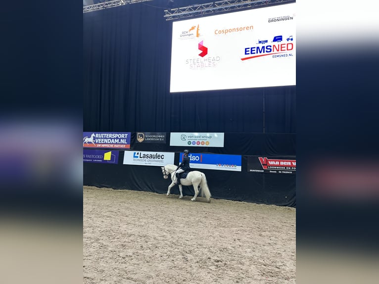 Welsh-A Hengst 9 Jahre 114 cm Cremello in Sebaldeburen