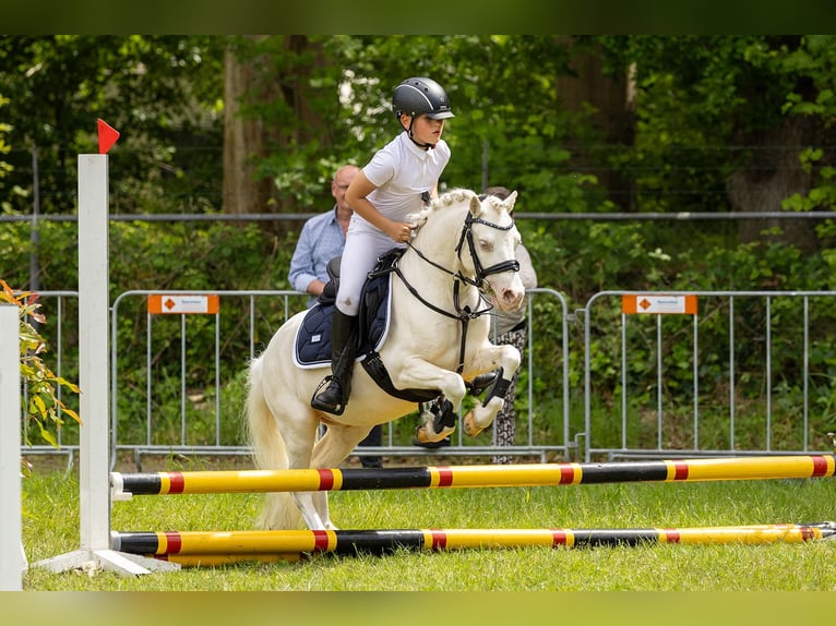 Welsh-A Hengst 9 Jahre 114 cm Cremello in Sebaldeburen