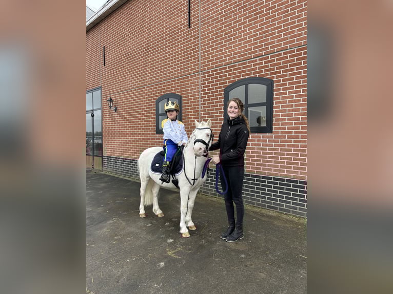Welsh-A Hengst 9 Jahre 114 cm Cremello in Sebaldeburen