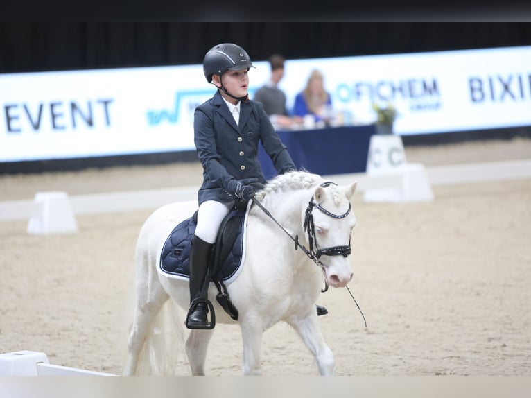 Welsh-A Hengst 9 Jahre 114 cm Cremello in Sebaldeburen