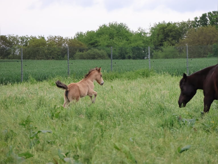 Welsh-A Mix Hengst  120 cm Buckskin in Scheibenhardt