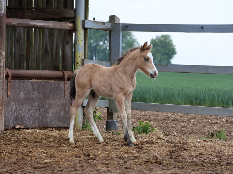 Welsh-A Mix Hengst  120 cm Buckskin in Scheibenhardt
