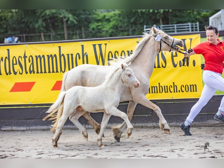 Welsh-A Hengst Fohlen (04/2024) 120 cm Cremello in Lubmin