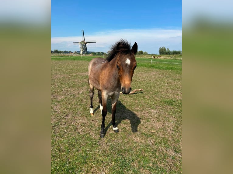 Welsh-A Hengst Fohlen (03/2026) 120 cm Fuchs in Maasdam