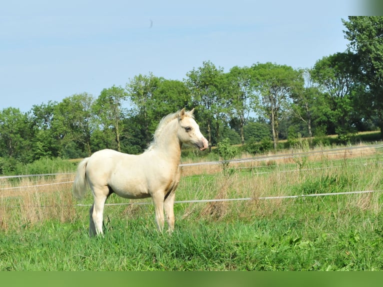 Welsh-A Hengst Fohlen (04/2026) 120 cm Palomino in Aalten