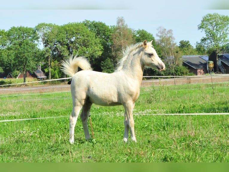 Welsh-A Hengst Fohlen (04/2026) 120 cm Palomino in Aalten
