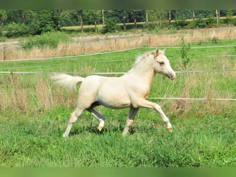 Welsh-A Hengst Fohlen (04/2026) 120 cm Palomino in Aalten