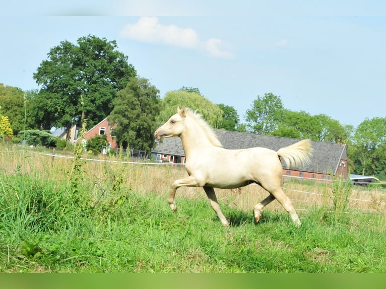 Welsh-A Hengst Fohlen (04/2026) 120 cm Palomino in Aalten