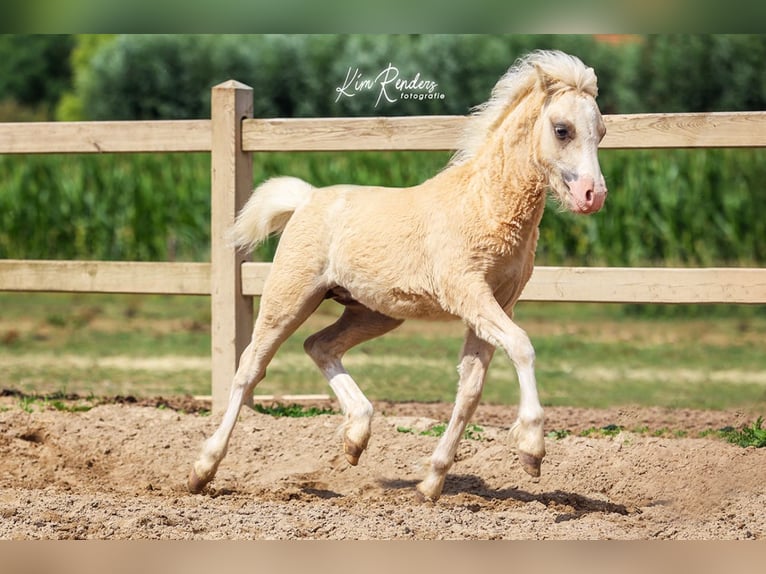 Welsh-A Hengst Fohlen (03/2025) 120 cm Palomino in Duiven