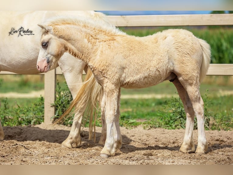 Welsh-A Hengst Fohlen (03/2025) 120 cm Palomino in Duiven