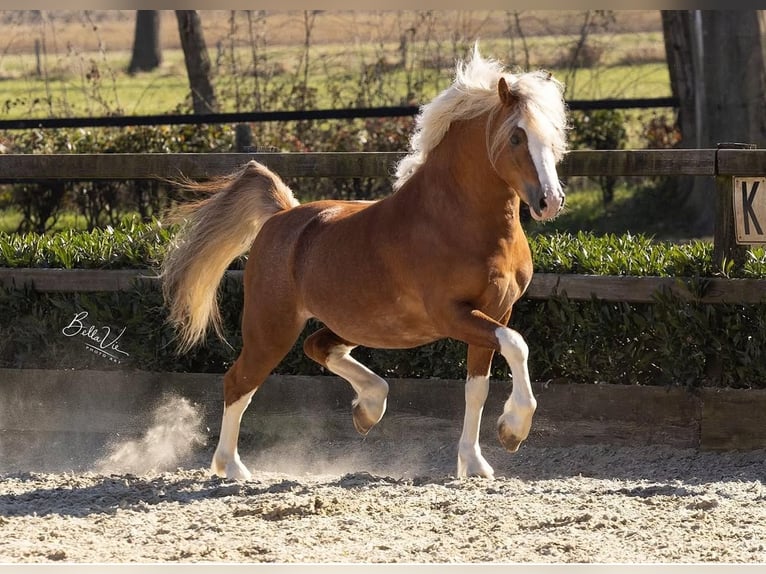 Welsh-A Hengst Fohlen (03/2025) 120 cm Palomino in Duiven