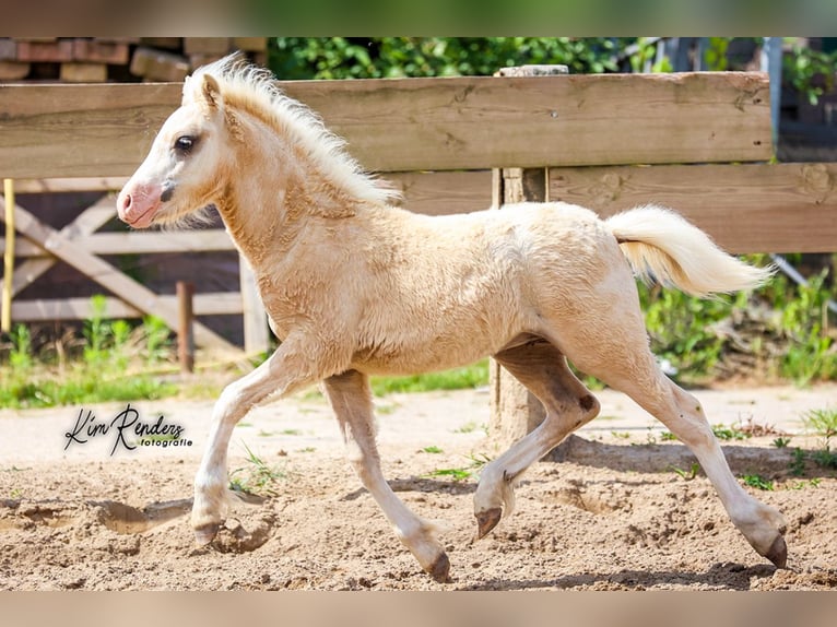 Welsh-A Hengst Fohlen (03/2025) 120 cm Palomino in Duiven