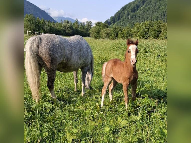 Welsh-A Hengst Fohlen (05/2025) 120 cm Schimmel in Kirchdorf in Tirol