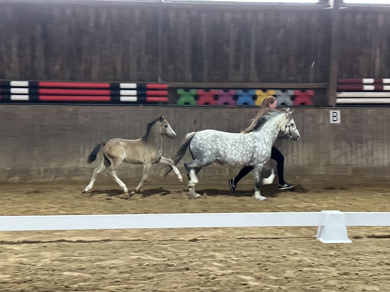 Welsh-A Hengst Fohlen (03/2024) 122 cm Buckskin in Satow